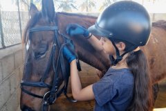 Equine-Hero3